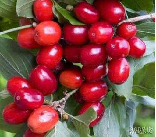 عکس بذر زغال اخته عکس بذر زغال اخته