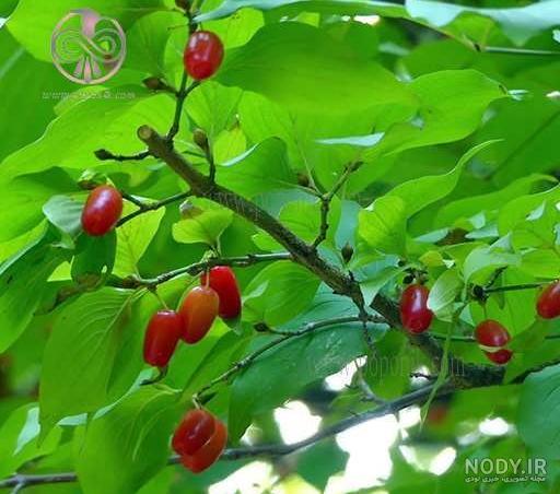 عکس ترشی زغال اخته ️ [ بهترین تصاویر ]