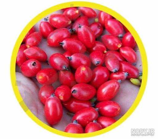 عکس ترشی زغال اخته ️ [ بهترین تصاویر ]