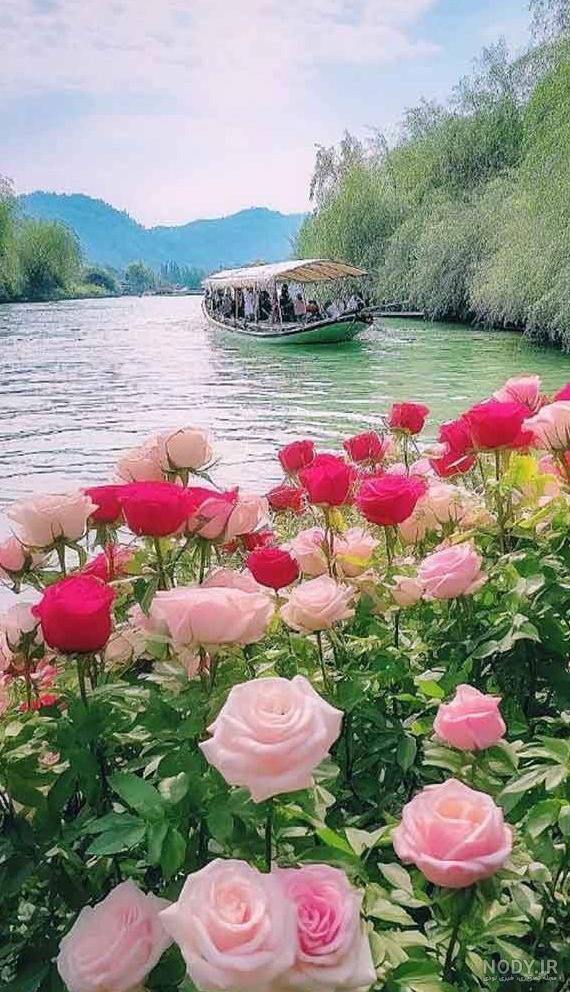 عکس زیبای ضریح امام رضا