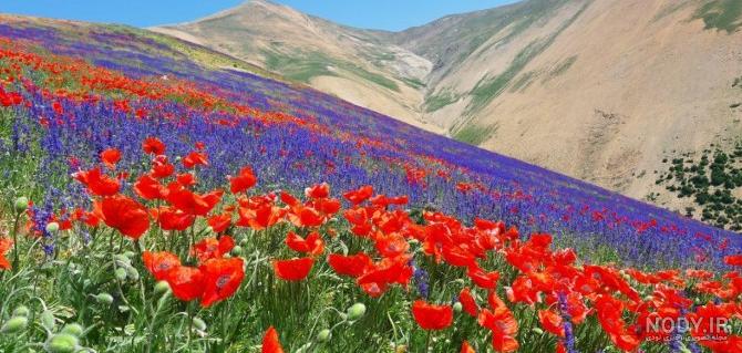 عکس طبیعت زیبا گل