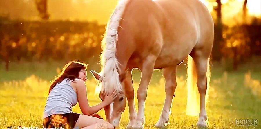 عکس و فیلم اسب تک شاخ عکس و فیلم اسب تک شاخ