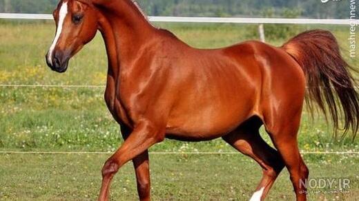 عکس فیلم اسب سفید عکس فیلم اسب سفید
