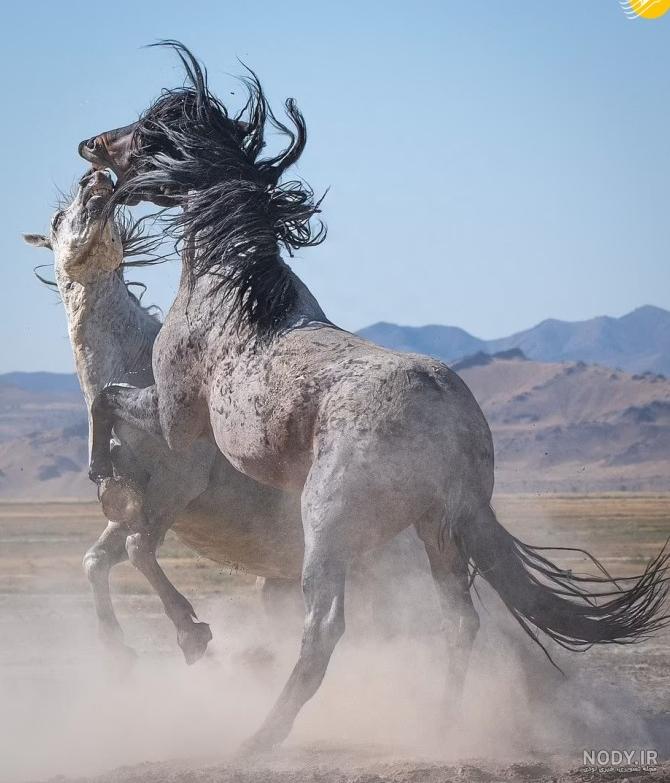 عکس فیلم اسب سیاه عکس فیلم اسب سیاه