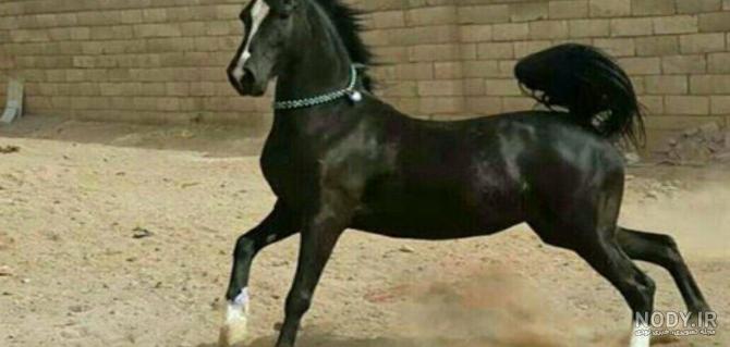 عکس فیلم اسب وحشی عکس فیلم اسب وحشی