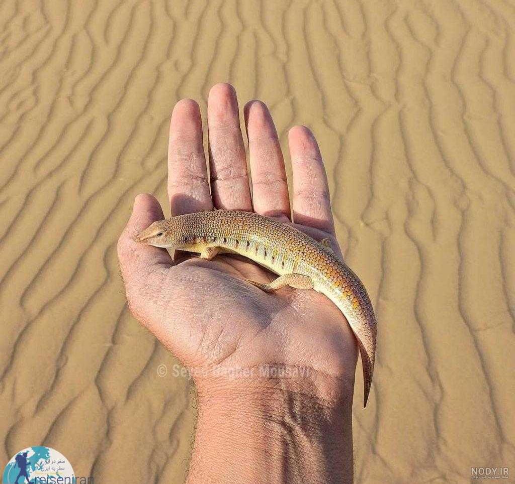 عکس مارمولک سفید