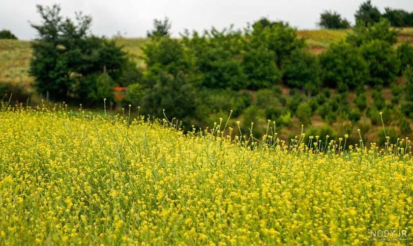 عکس چشمه داماش - عکس نودی عکس چشمه داماش - عکس نودی