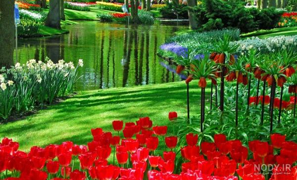 عکس گل در طبیعت زیبا عکس گل در طبیعت زیبا