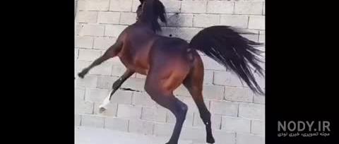 فیلم عکس اسب فیلم عکس اسب