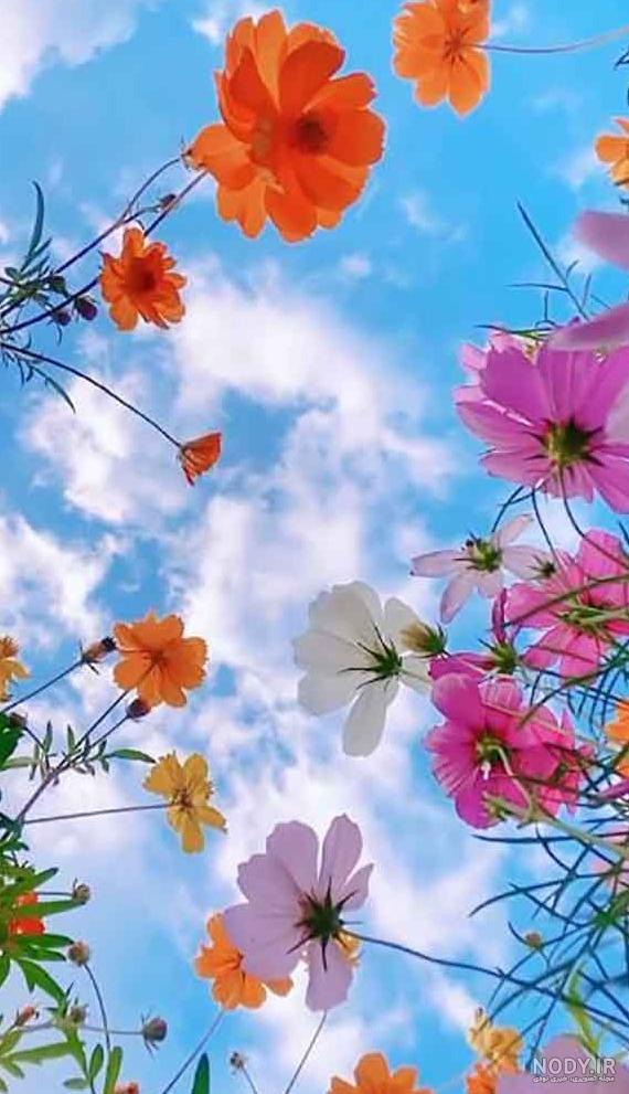 مجموعه عکس طبیعت با گل های زیبا (جدید) مجموعه عکس طبیعت با گل های زیبا (جدید)