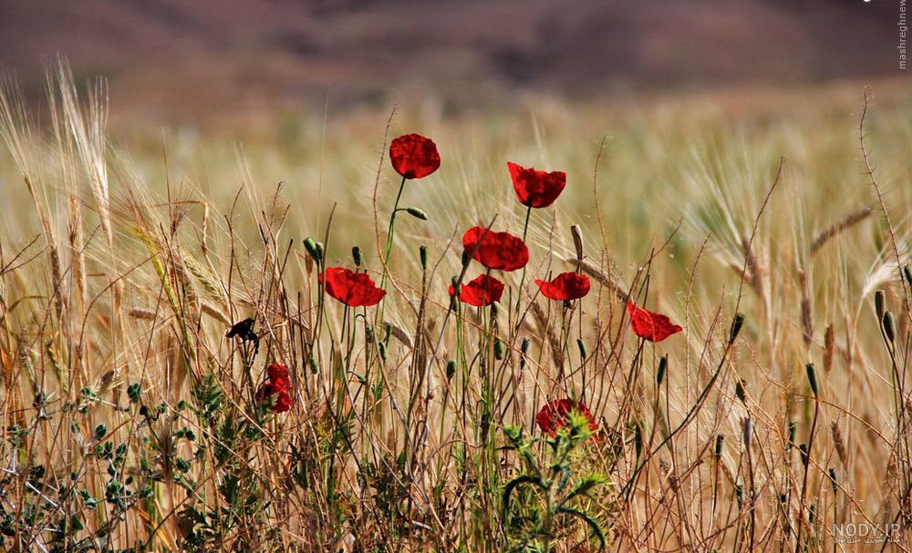 مجموعه عکس طبیعت فوق العاده زیبا گل (جدید) مجموعه عکس طبیعت فوق العاده زیبا گل (جدید)