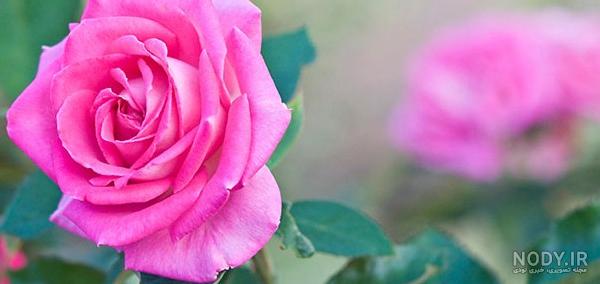 مجموعه عکس گل و طبیعت زیبا برای پروفایل (جدید) مجموعه عکس گل و طبیعت زیبا برای پروفایل (جدید)
