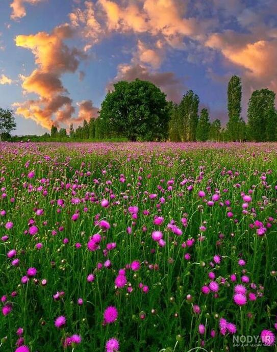 مجموعه عکس گل و طبیعت زیبا برای پروفایل (جدید) مجموعه عکس گل و طبیعت زیبا برای پروفایل (جدید)