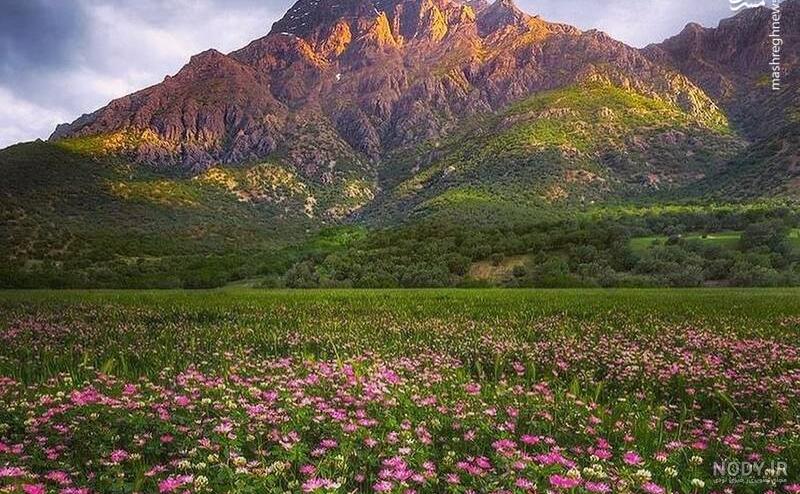 مخمل کوه خرم آباد | Persian pattern, Picture, Outdoor