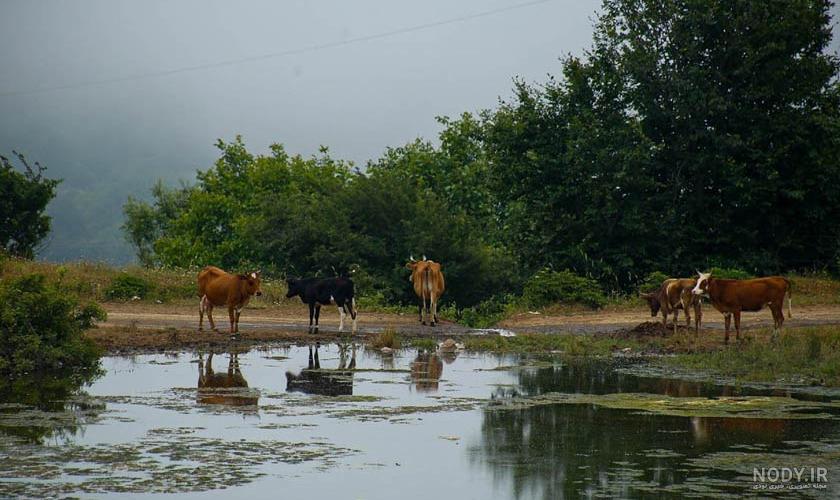 مشرق نیوز - عکس/ طبیعت زیبای داماش گیلان مشرق نیوز - عکس/ طبیعت زیبای داماش گیلان