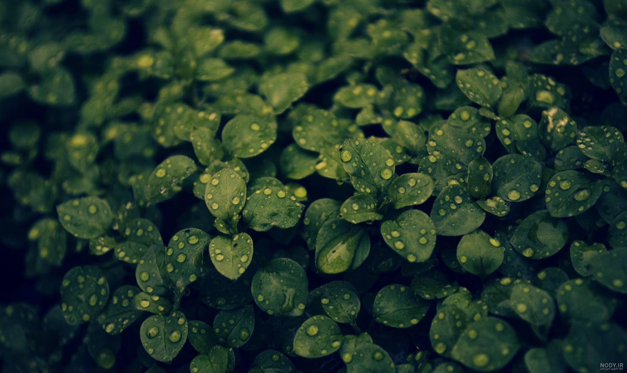 Fotos gratis : naturaleza, fotografía, Fruta, dulce, hoja, flor, maduro ...
