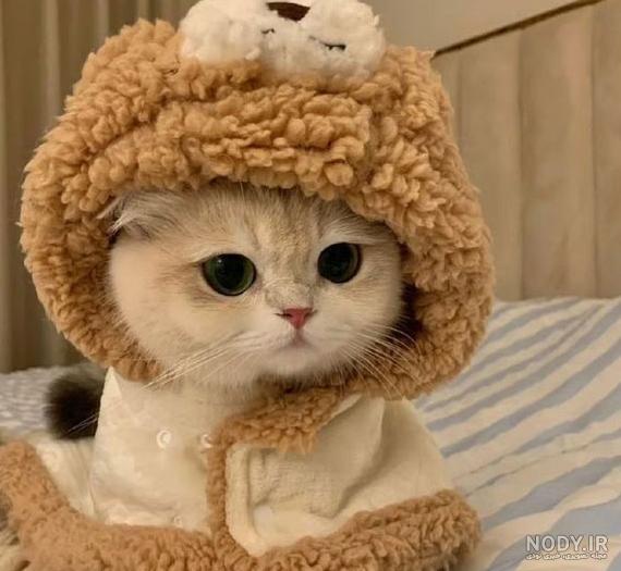 50 عکس گربه برای پروفایل 2023 جدید؛ بسیار ملوس و کیوت گوگولی با ...