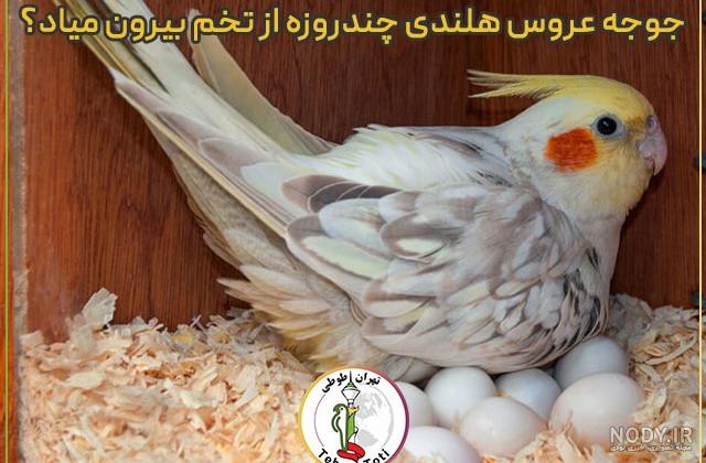 جوجه عروس هلندی یارو چقدر بزرگ شدن!!! جوجه عروس هلندی یارو چقدر بزرگ شدن!!!