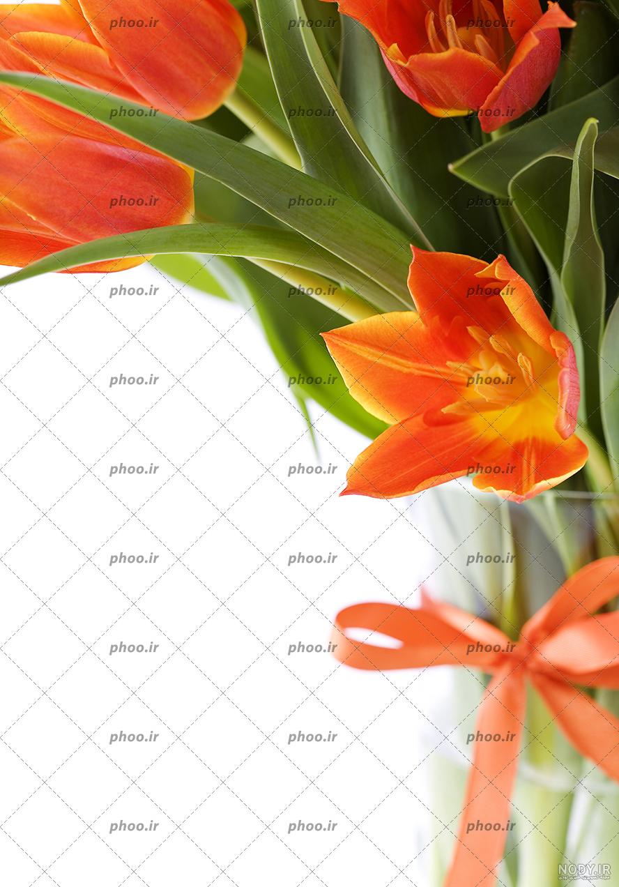 عکس آلوچه سبز و قرمز