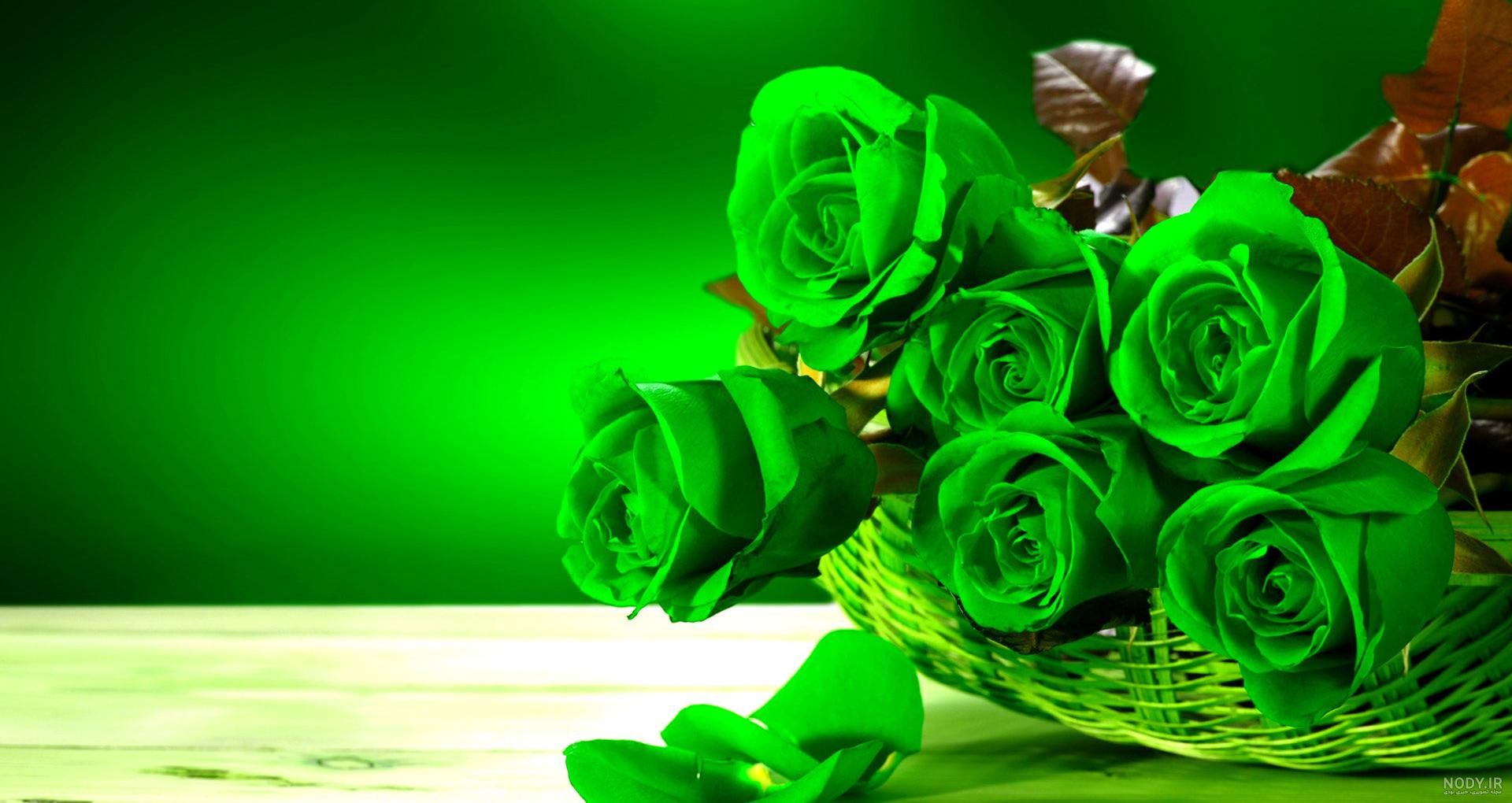 عکس با کیفیت گوجه قرمز در بین گوجه های نرسیده به رنگ سبز – عکس با کیفیت ...