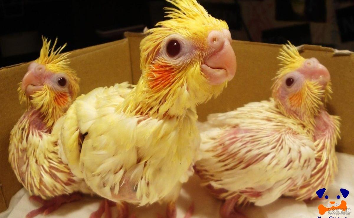 عکس جوجه عروس هلندی 30 روزه عکس جوجه عروس هلندی 30 روزه