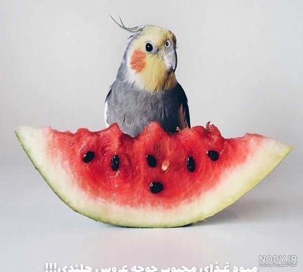 عکس جوجه عروس هلندی 10 روزه عکس جوجه عروس هلندی 10 روزه