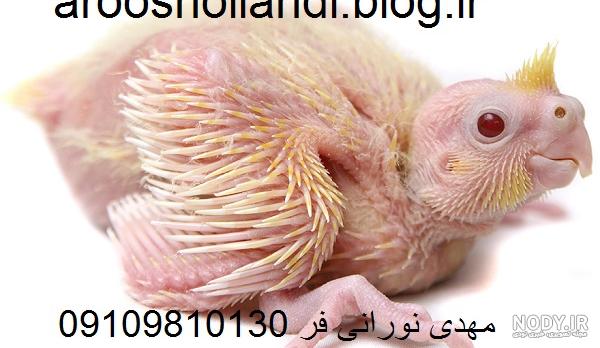 عکس جوجه عروس هلندی 20 روزه عکس جوجه عروس هلندی 20 روزه