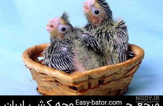 عکس جوجه عروس هلندی ۱۵ روزه عکس جوجه عروس هلندی ۱۵ روزه