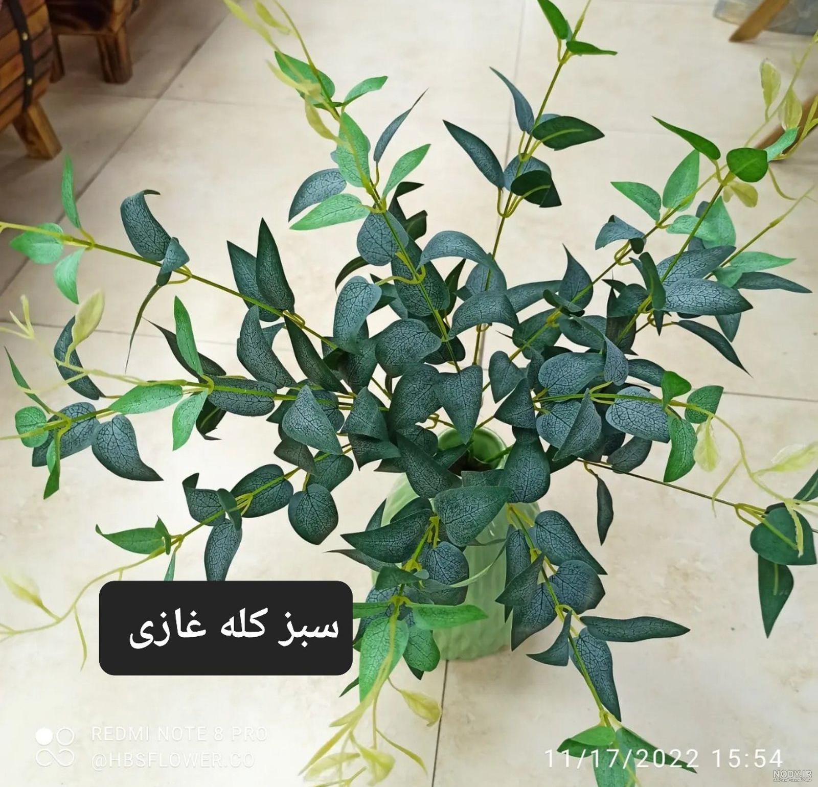 عکس رنگ سبز کله غازی عکس رنگ سبز کله غازی