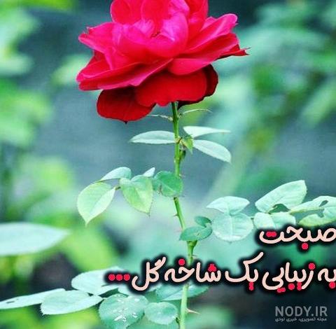 عکس سلام صبح بخیر گل عکس سلام صبح بخیر گل