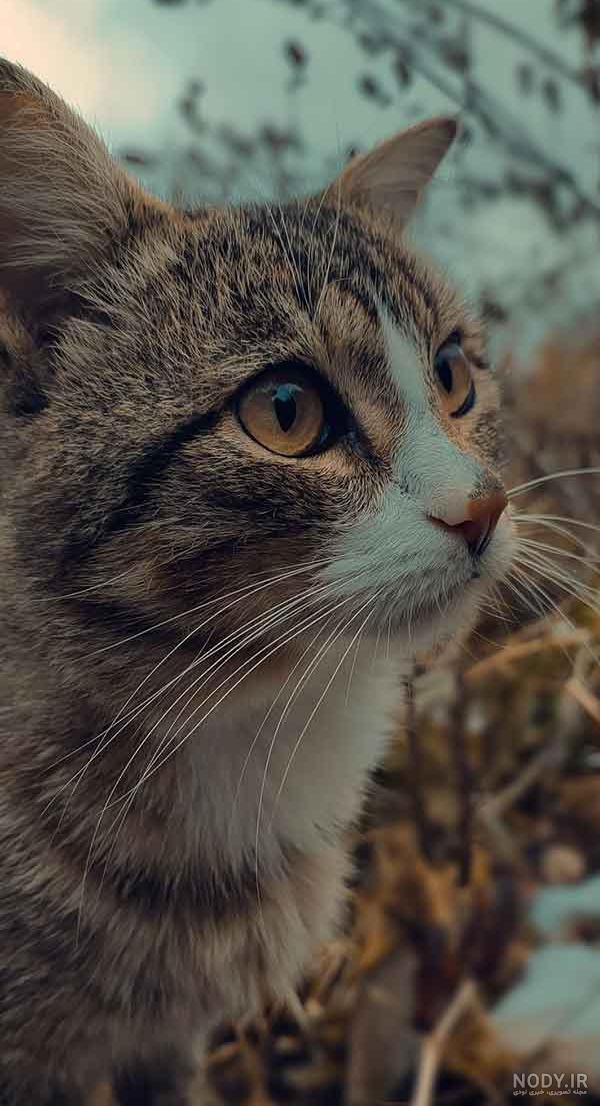 عکس فانتزی کیوت گربه