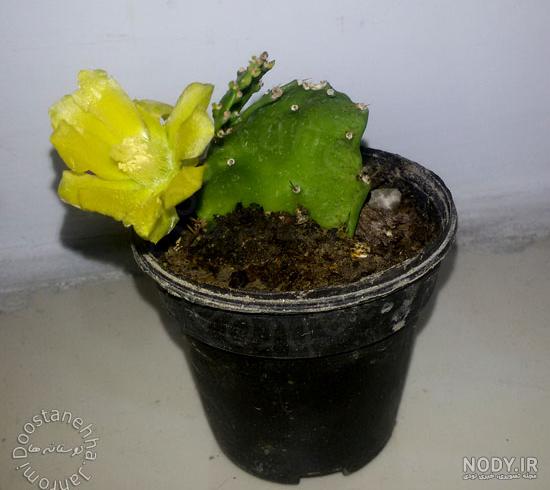 عکس نوشته روز گل و گیاه عکس نوشته روز گل و گیاه