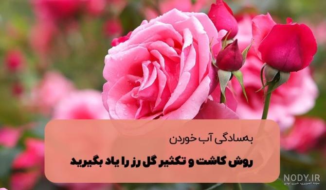 عکس نوشته پروفایل گل و گیاه - عکس نودی عکس نوشته پروفایل گل و گیاه - عکس نودی