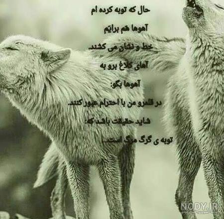 عکس نوشته های گرگ