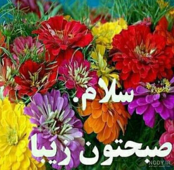 عکس نوشته گل سلام صبح بخیر - عکس نودی عکس نوشته گل سلام صبح بخیر - عکس نودی