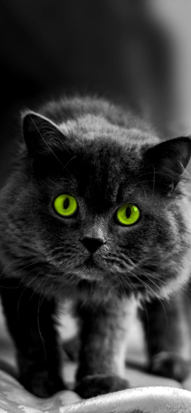 عکس گربه سیاه و سفید فانتزی عکس گربه سیاه و سفید فانتزی