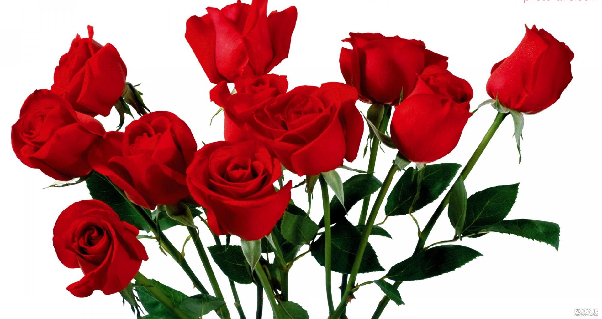 عکس گل برای پروفایل دخترونه