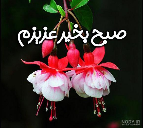 عکس گل صبح بخیر جدید عکس گل صبح بخیر جدید