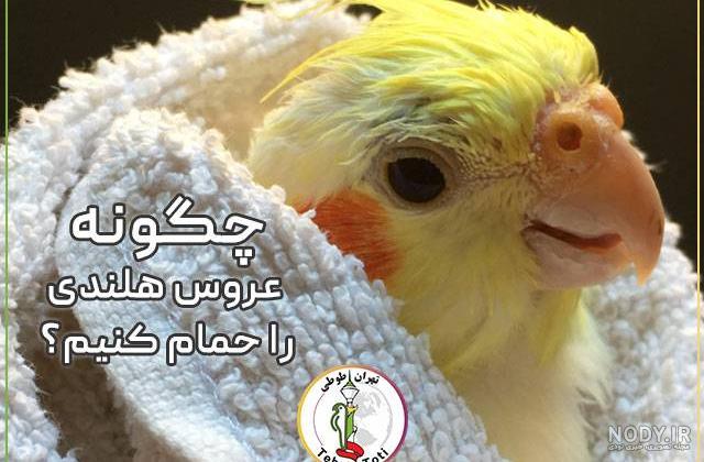 مهمترین دلایلی که نباید خرید جوجه سرلاکی فکر کنی! مهمترین دلایلی که نباید خرید جوجه سرلاکی فکر کنی!