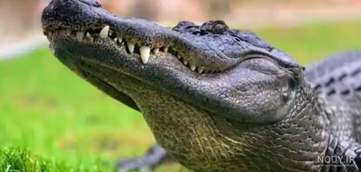 ندامتگاه تهران بزرگ از زبان زندانیان مالی | وکلاپرس ندامتگاه تهران بزرگ از زبان زندانیان مالی | وکلاپرس