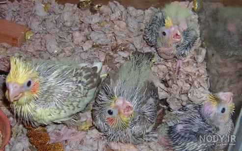 پرورش غذایی و رفتاری جوجه عروس هلندی ها - مرجع تخصصی عروس هلندی پرورش غذایی و رفتاری جوجه عروس هلندی ها - مرجع تخصصی عروس هلندی
