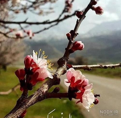 آلبوم عکس پروفایل بهاری دخترانه 2022 جدید - تــــــــوپ تـــــــــاپ آلبوم عکس پروفایل بهاری دخترانه 2022 جدید - تــــــــوپ تـــــــــاپ