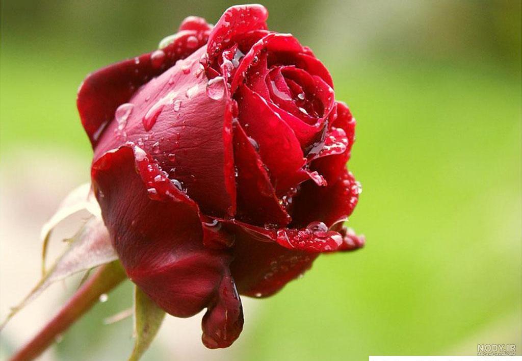 تصاویر بسیار زیبا از گل های طبیعی