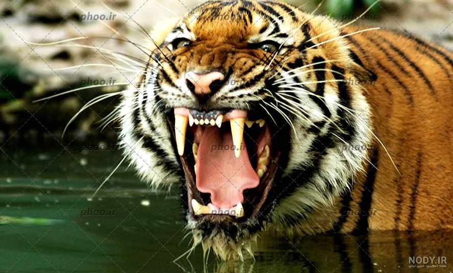 دانلود عکس با کیفیت دو ببر در کنار یکدیگر در حالت نشسته