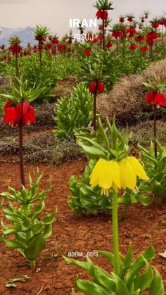 سلام دوستان صبح اول شهریور ماهتون بخیر و شادی - عکس ویسگون