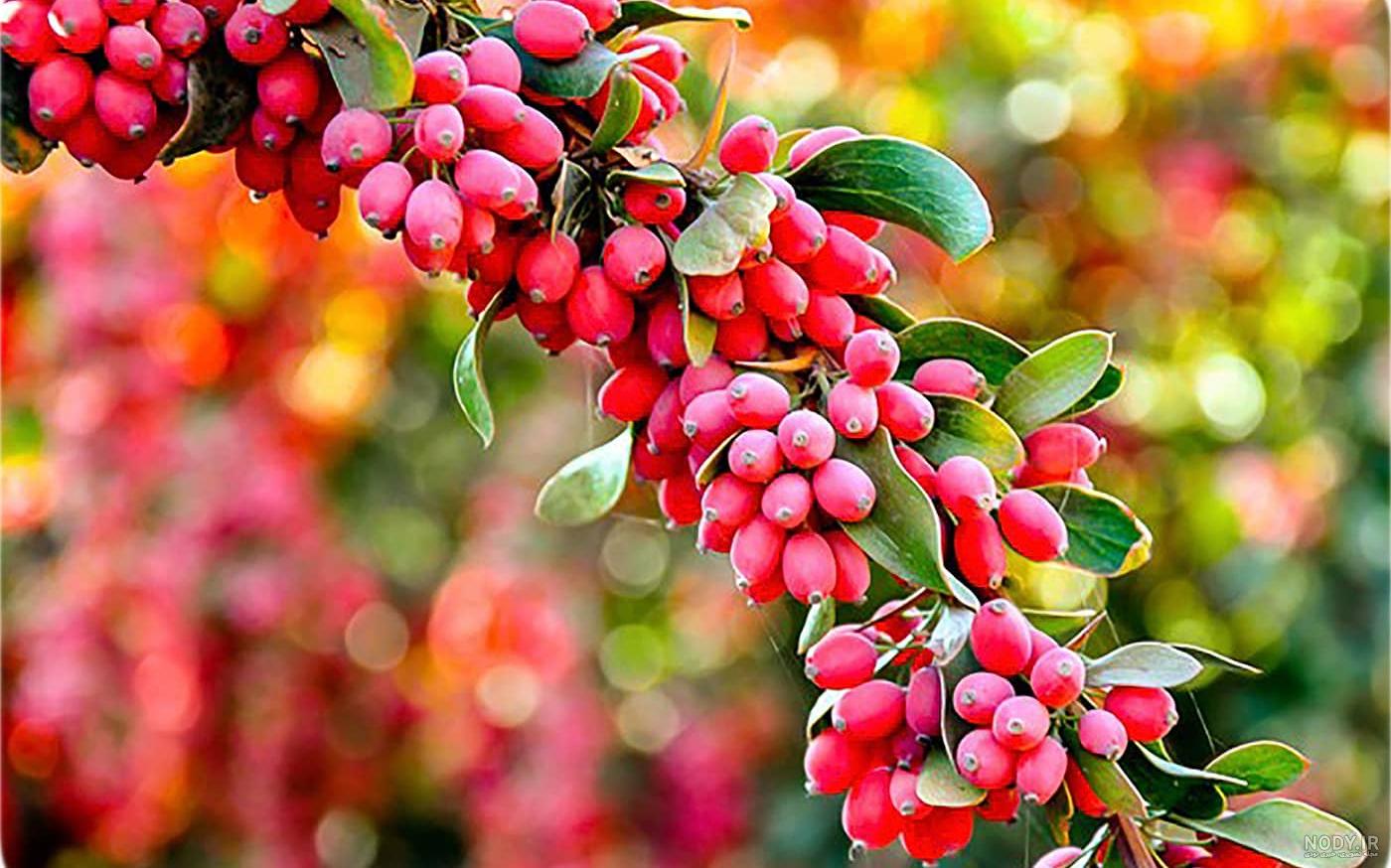 طریقه کاشت زرشک در خانه و شرایط نگهداری از آن - ستاره