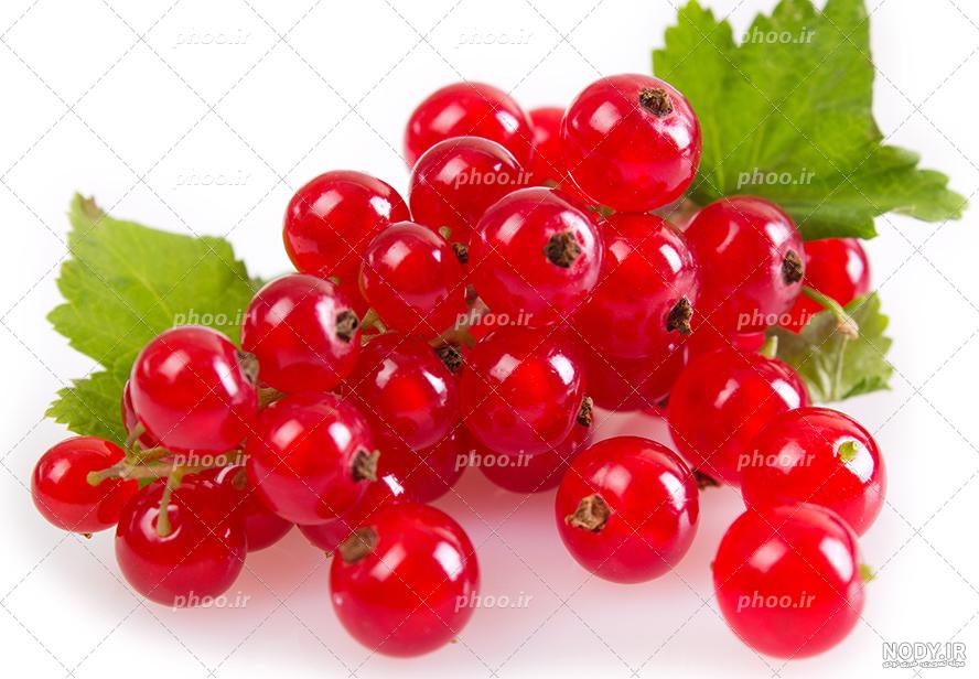 عکس با کیفیت یک خوشه زرشک تازه همراه با برگ سبز – عکس با کیفیت و تصاویر ...