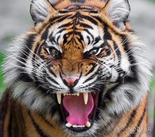 عکس ببر | دانلود عکس ببر برای پروفایل وحشی و زیبا برای تلگرام و واتساپ