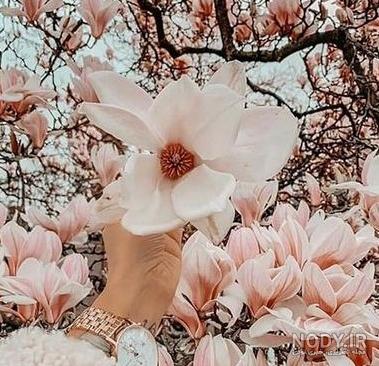 عکس خاص برای پروفایل دخترانه بهاری عکس خاص برای پروفایل دخترانه بهاری
