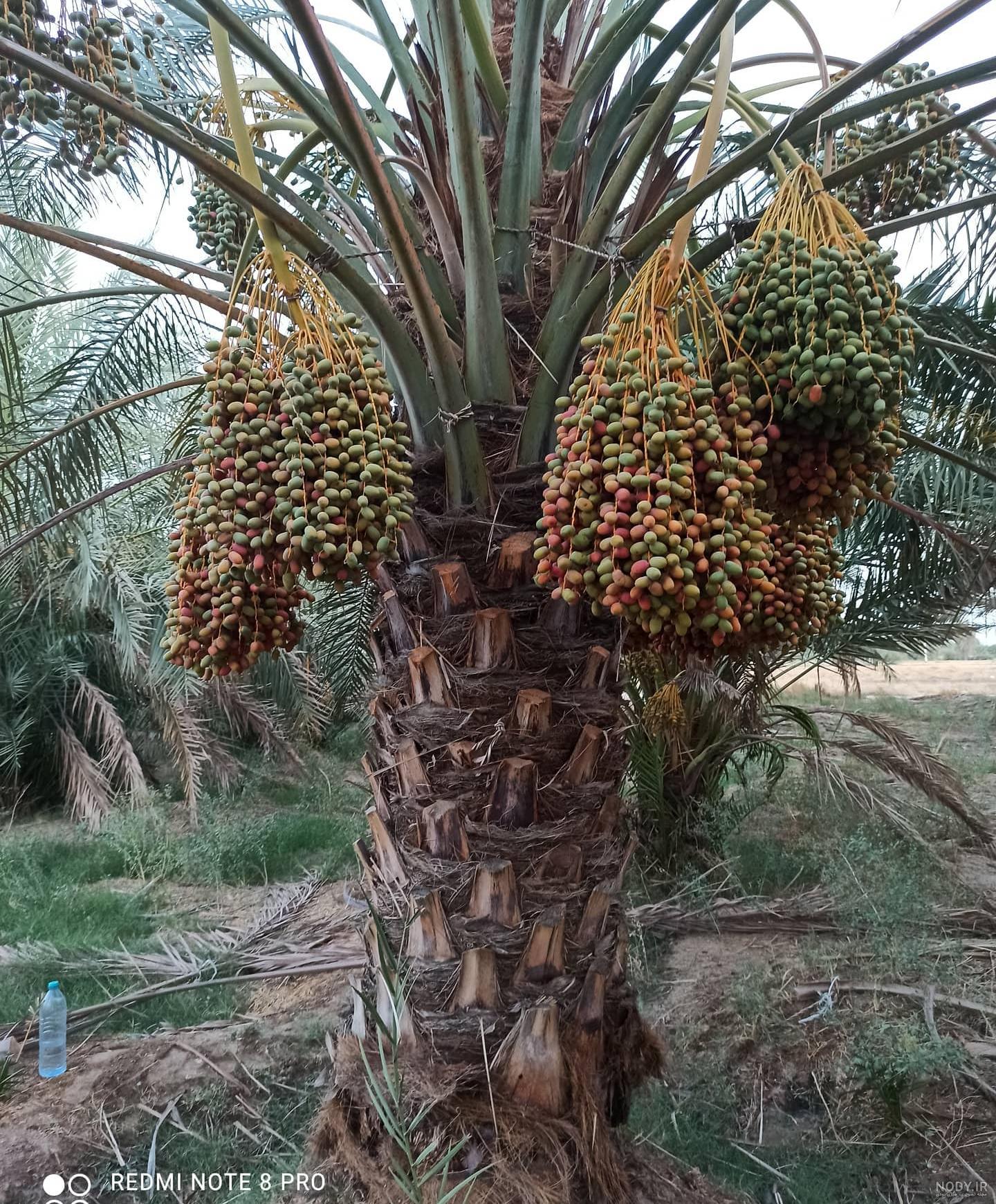 عکس خلیل دادخدایی